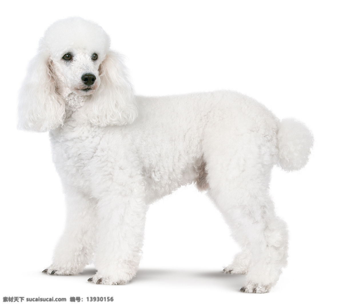 贵宾犬 贵宾 宠物 贵宾狗 狗狗 家禽家畜 生物世界