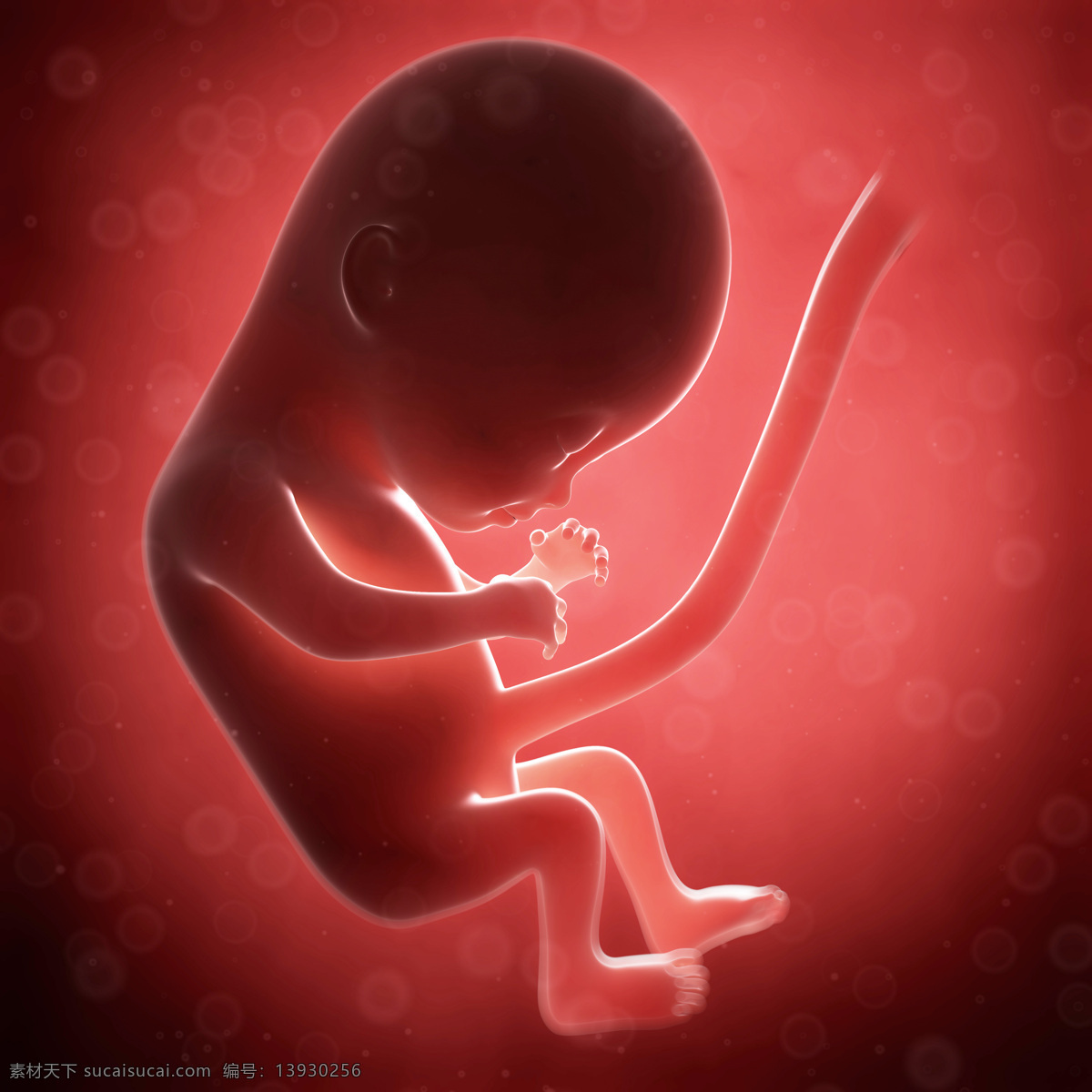 发育中的胚胎 唯美 炫酷 3d 胚胎 发育 婴儿 早期婴儿 初期婴儿 怀孕 子宫里的婴儿 产科 妇产科 早期胚胎 科学 医疗 生命延续 3d设计