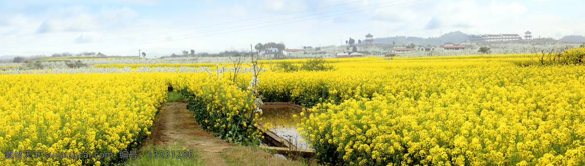 油菜花 春天 田园 道路 远山 房屋 天空 田园风光 自然景观