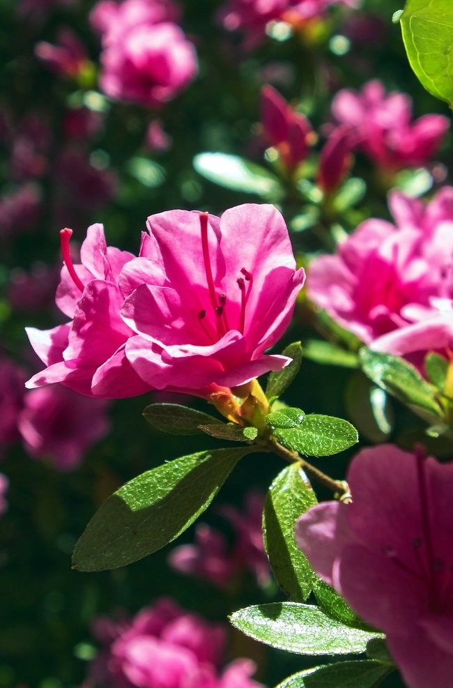 杜鹃花 杜鹃 rhododendron simsii planch 山踯躅 山石榴 映山红 照山红 唐杜鹃 花瓣 花卉