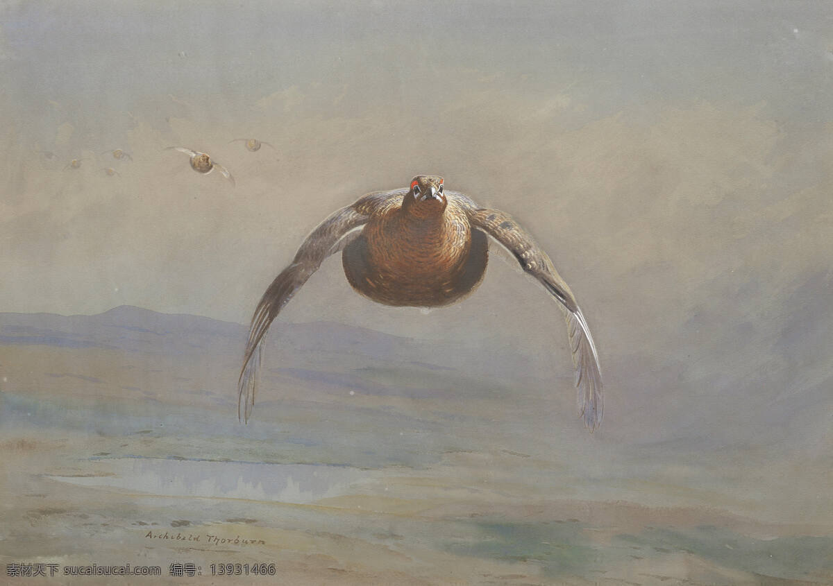 松鸡 索姆伯恩作品 英国画家 飞翔 空中 动物 世纪 水彩画 文化艺术 绘画书法