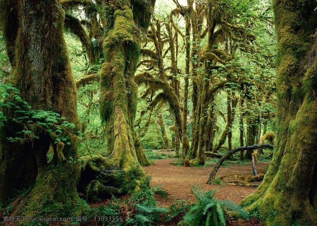 原始森林壁纸 原始森林 壁纸 树林 绿色 植物 原生态 自然景观 自然风景