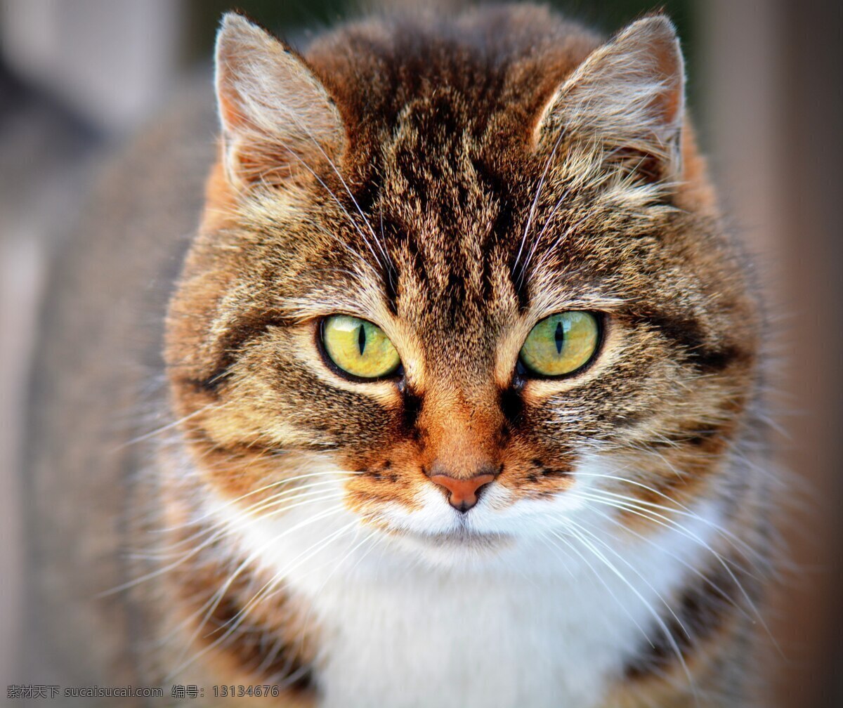 猫 喵星人 家猫 小猫 花猫 灰猫 宠物 动物 猫头 猫眼 生物世界 家禽家畜