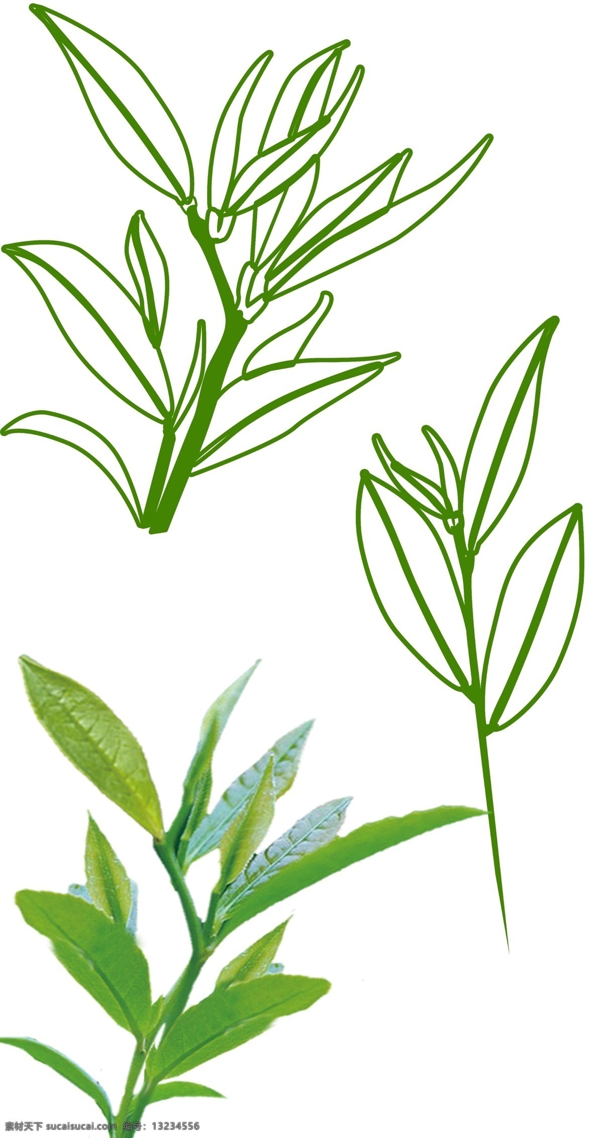 信阳毛尖线稿 毛尖 信阳 信阳毛尖 茶叶 绿叶 叶子 绿茶 绿色茶叶 茶 分层 源文件