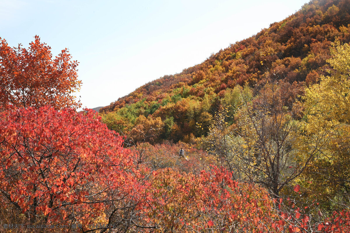 香山 枫叶 风景 高清 树林 红叶 背景