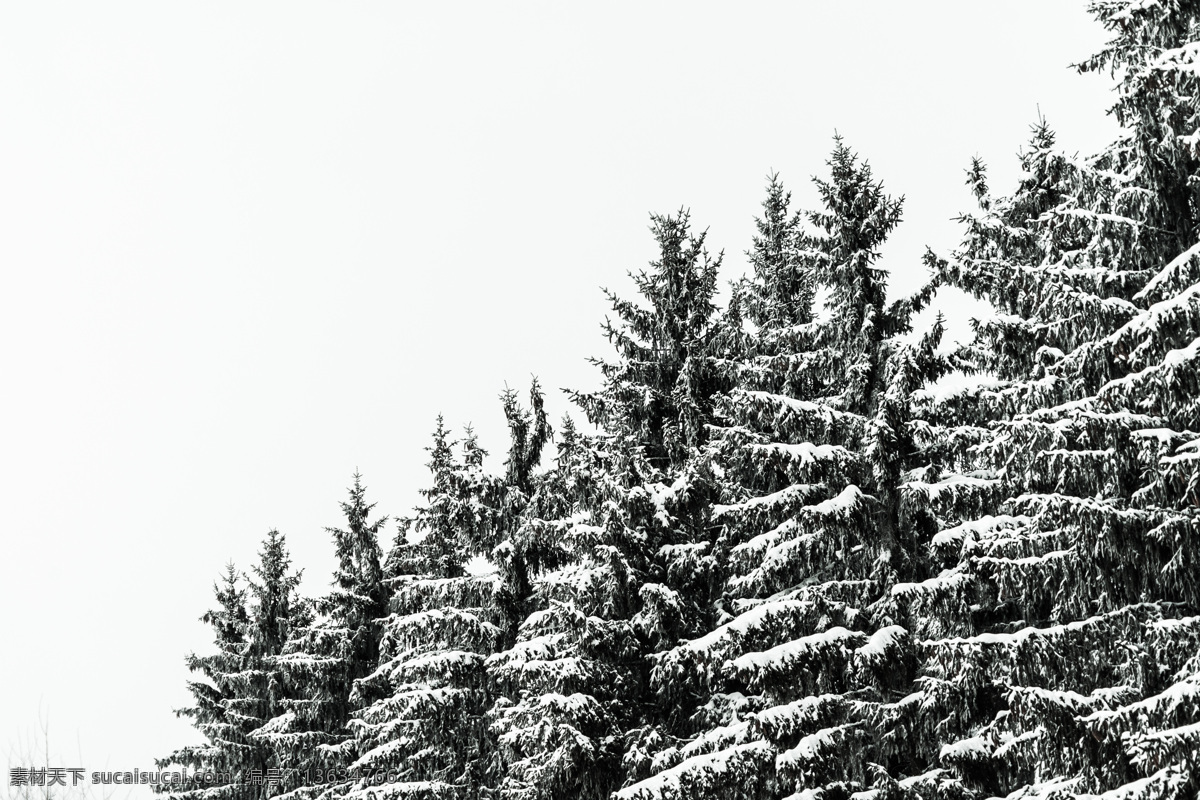 雪松 雪 松树 树木 雪下松鼠 树 冬天 自然景观 自然风景