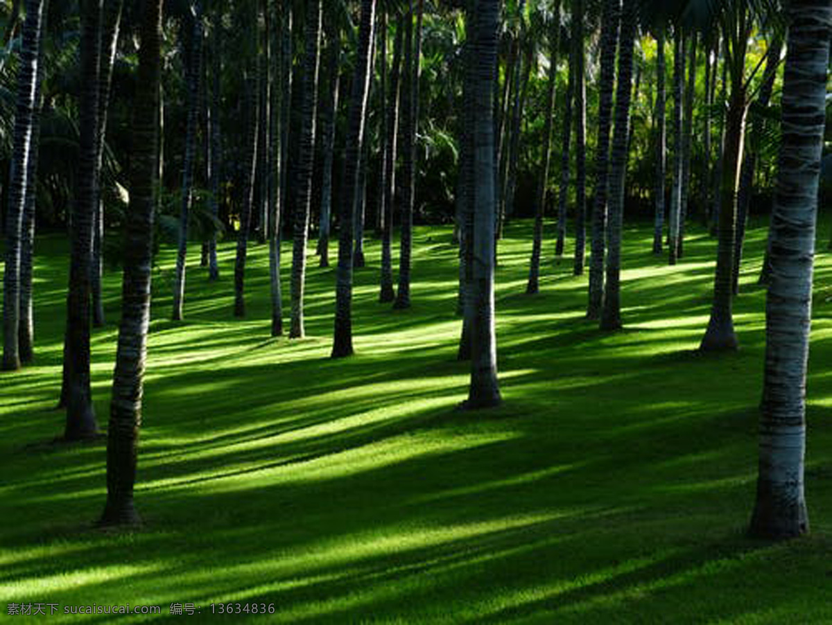 森林 绿色 草地 树林 背景 生命 自然景观