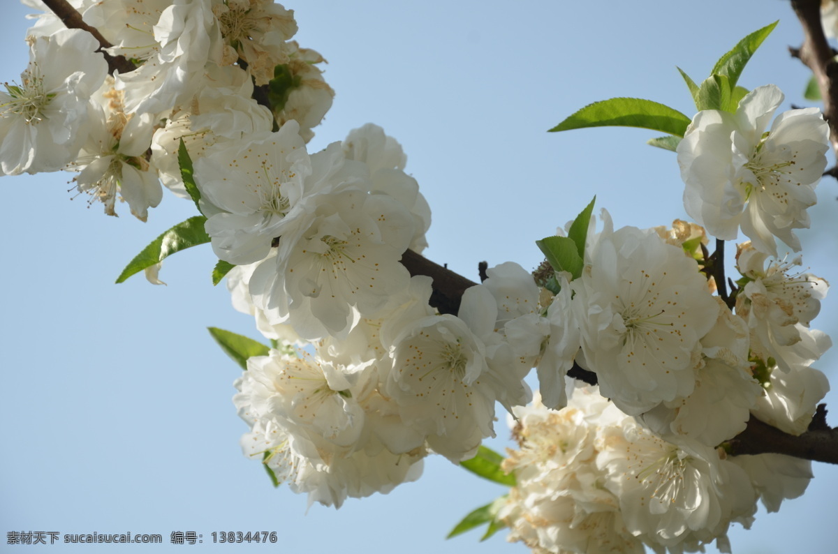 碧桃 花卉 花桃 花单生 先叶开放 花瓣长圆状 椭圆形 白色 数朵 花卉系列 花草 生物世界