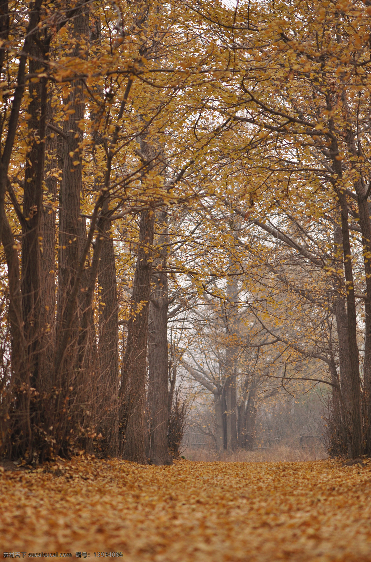 银杏园 银杏树 暖色调 温暖 秋色 秋天 自然风景 自然景观