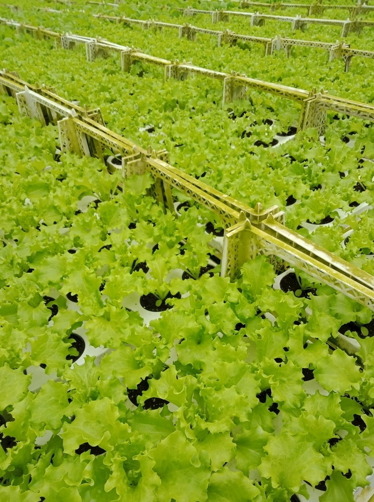 绿色生菜 生菜盆 蔬菜 绿色蔬菜 植物 自然景观 田园风光