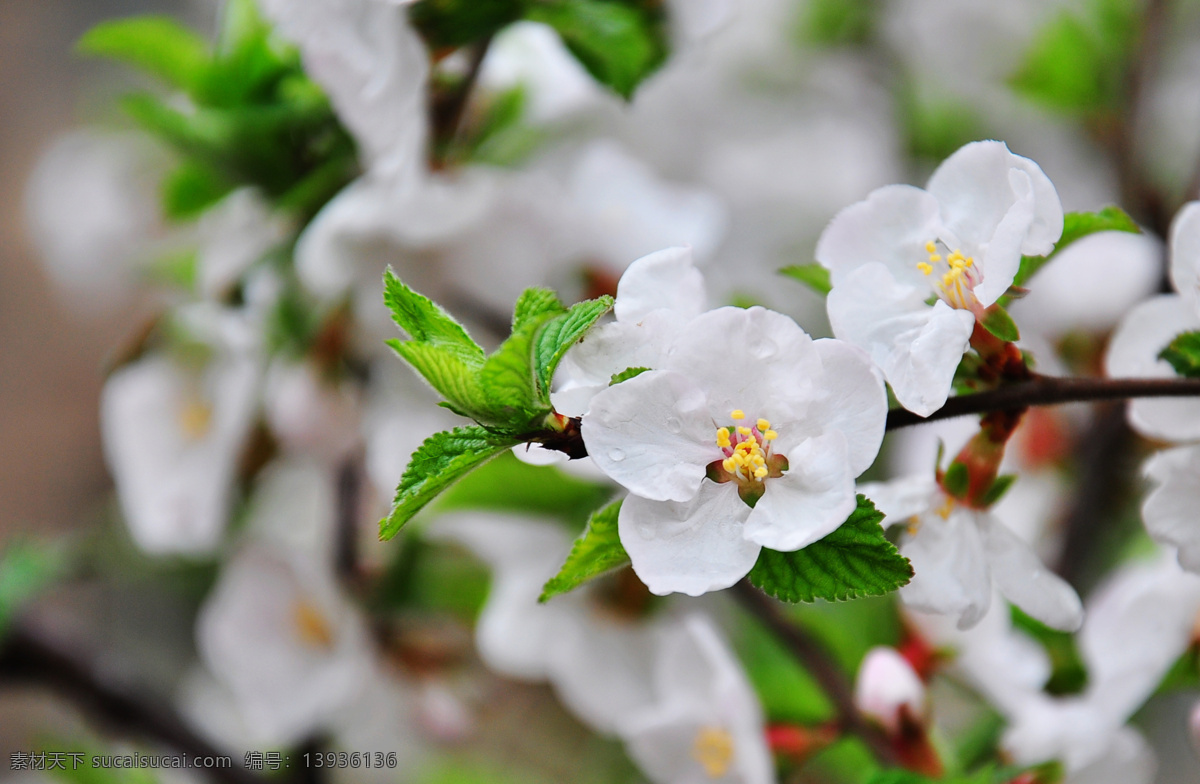 樱桃花 白色花 家樱桃花 大自然 花草 生物世界