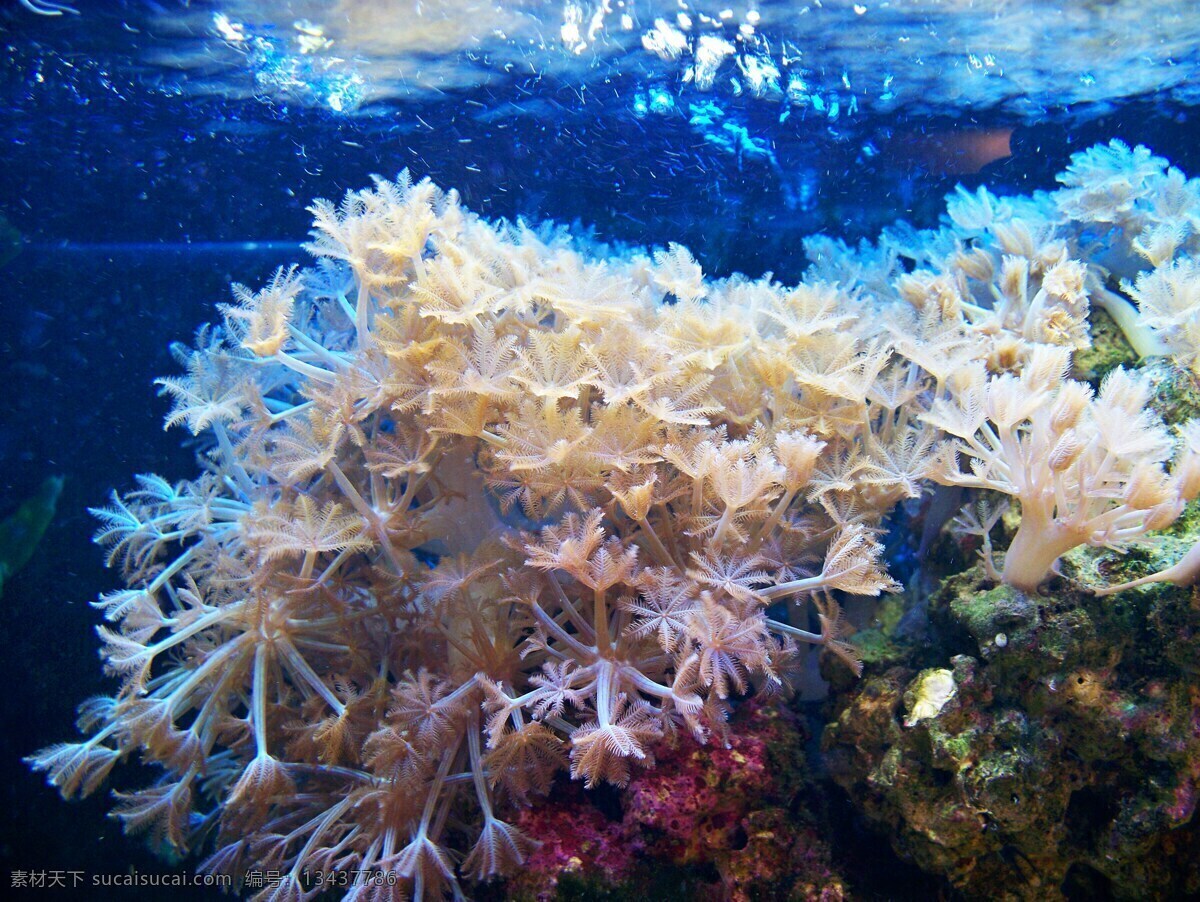 海底珊瑚 珊瑚树 美丽珊瑚 海底世界 水生物 生物世界 海洋生物