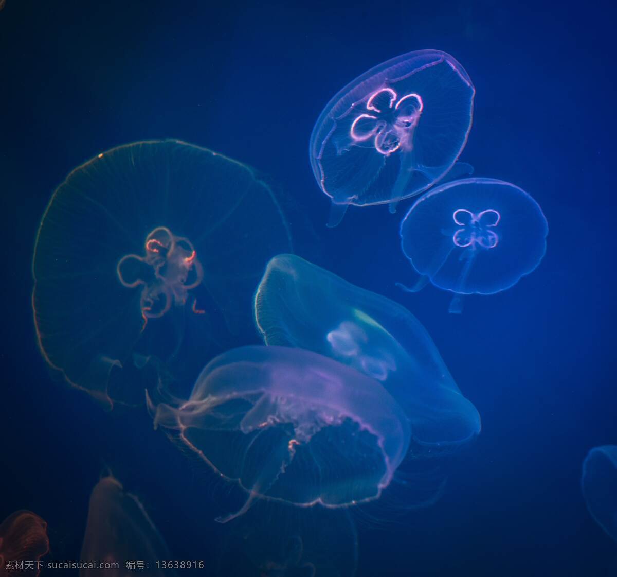 发光水母 鱼 奇妙 海洋 生物 大海 世界 鱼类生物世界 海洋生物 海底世界 生物世界