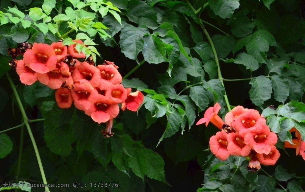 园林风景 紫葳 女藏花 凌霄 中国凌霄 凌苕 花儿 花朵 花骨朵 枝叶 藤蔓花卉 花卉 植物 花草 公园风景 湖水风景 龙潭湖风景 龙潭湖美景 园林美景 公园美景 园林景观 凌霄凌霄花 生物世界