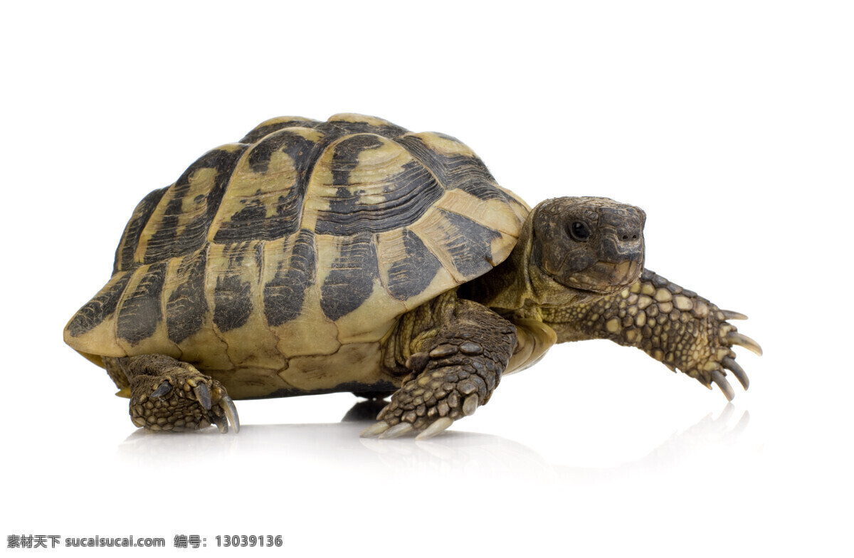 爬行 乌龟 动物世界 动物摄影 野生动物 陆地动物 生物世界