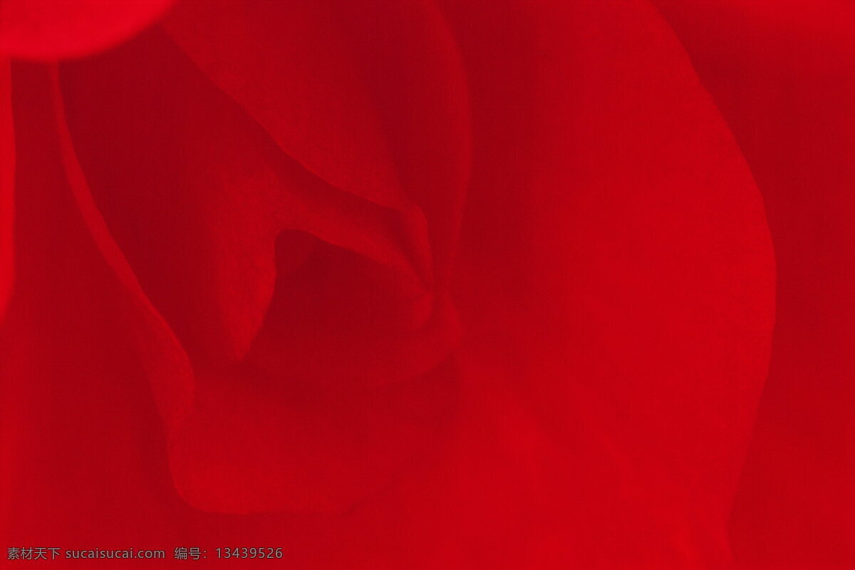 玫瑰花底纹 红色花 玫瑰 微距 底板 花草 生物世界