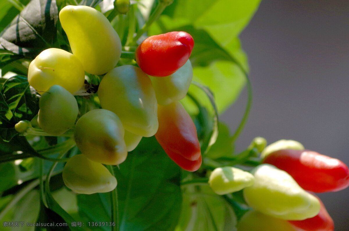 五彩椒 辣椒 小米椒 蔬菜 食材 调料 蔬菜摄影 生物世界