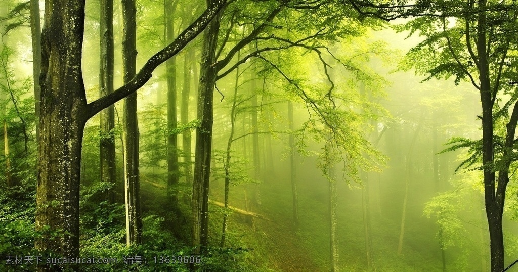 大自然 电脑 壁纸 森林 高清壁纸 绿光 梦幻风景 绿色 植物 环境 自然景观 自然风景