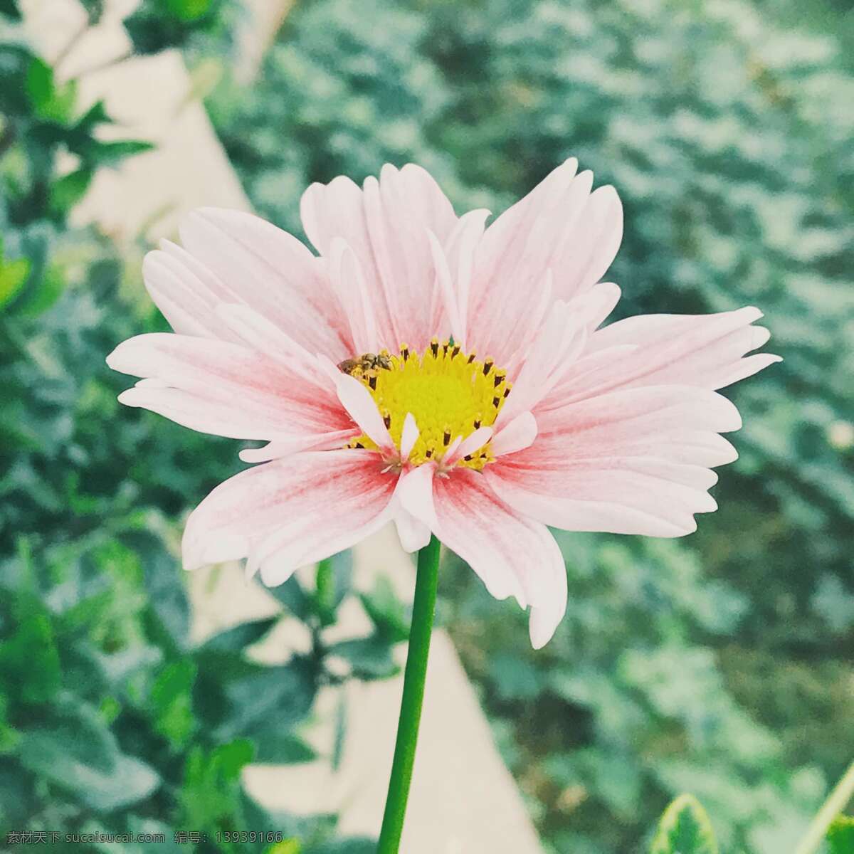 波斯菊 粉色 花儿 花朵 菊花 自然景观 田园风光