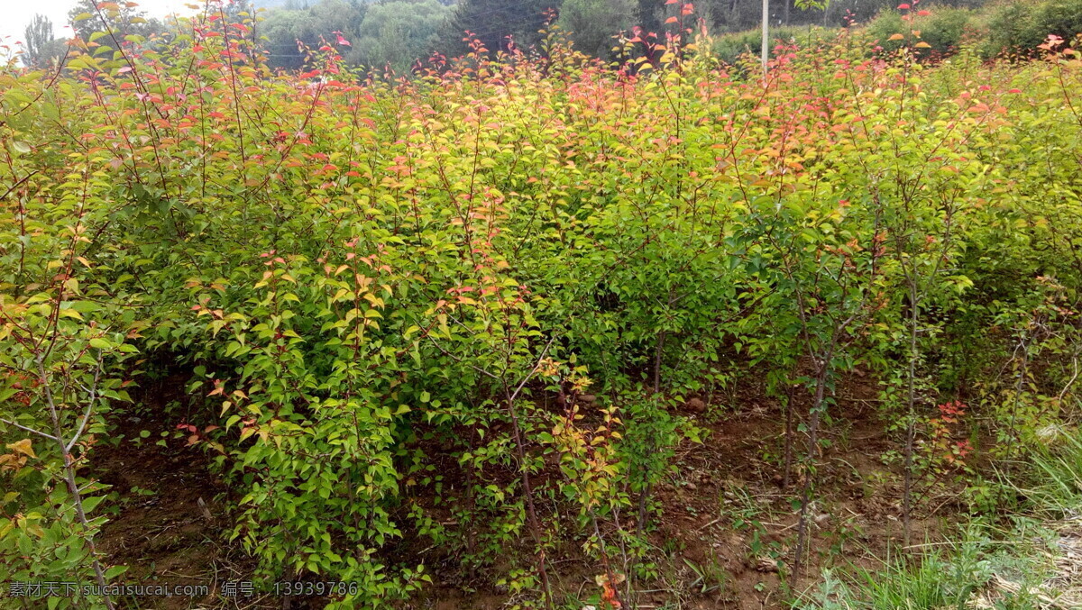 杏树苗 青苗 苗圃 育苗 苗木 夏天 生物世界 树木树叶