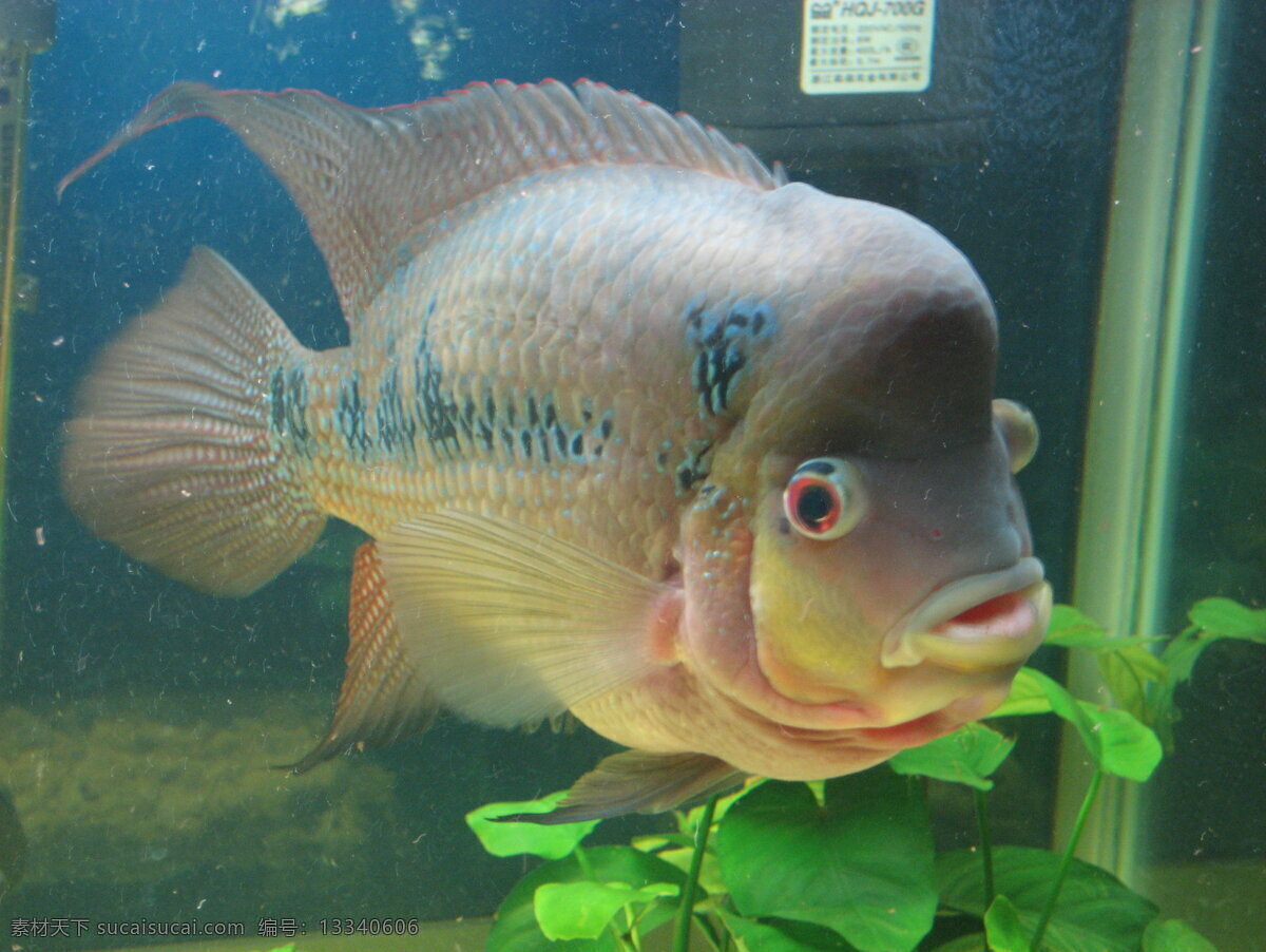 热带鱼 生物世界 鱼类 淡水鱼