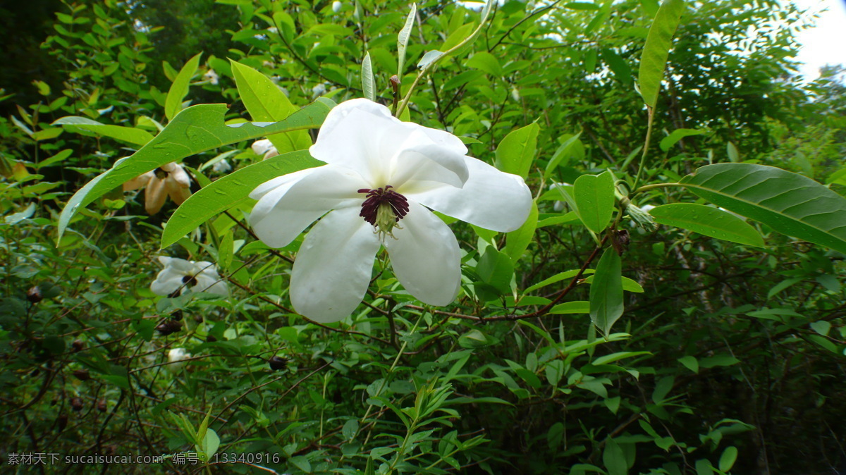 山 玉兰花 分享 花 山玉兰 生物世界