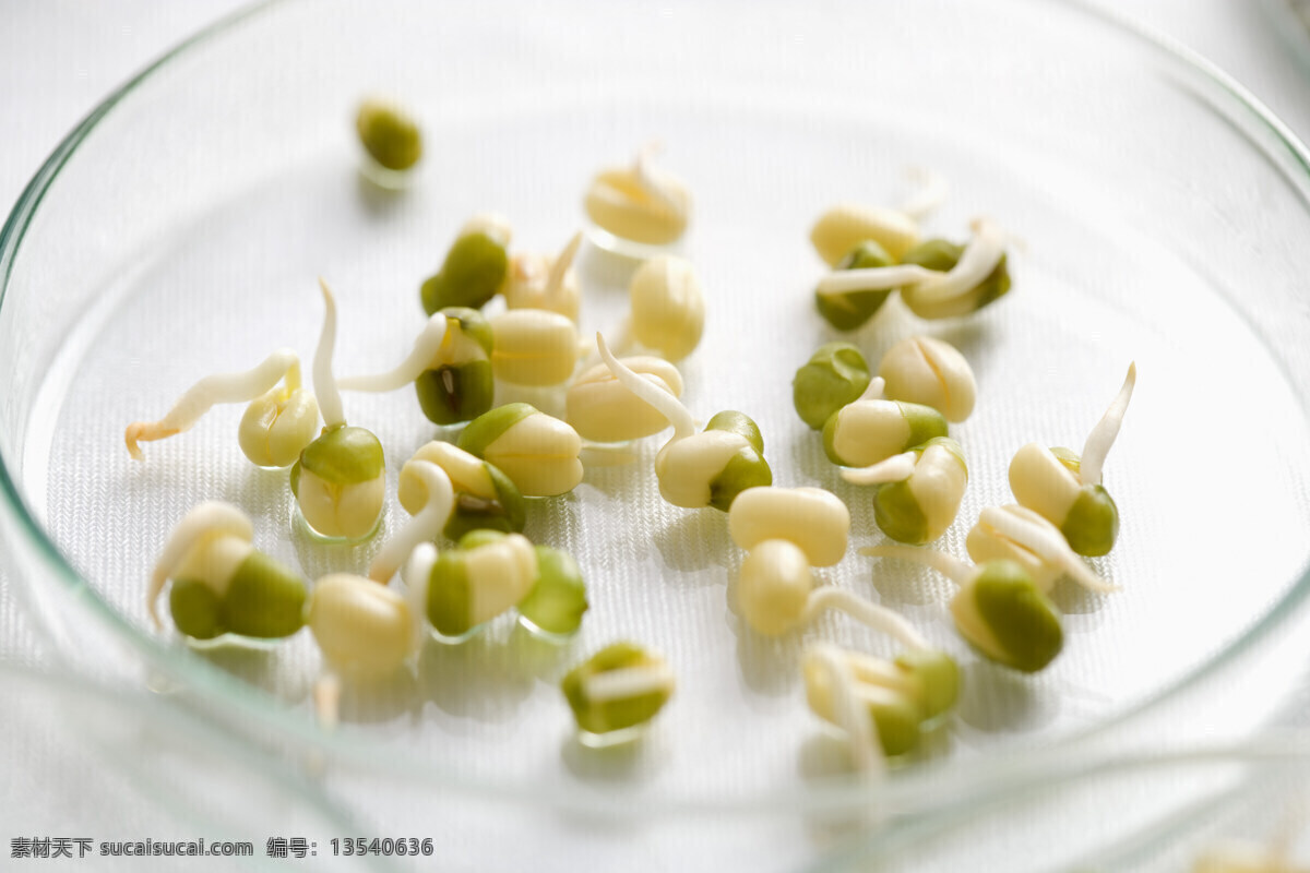 豆芽 科学研究 钳子 现代科技 医疗护理 生物实验 实验器皿 绿豆芽 医疗室 蓝色手套 医疗器皿 生物科学 生物研究 生物实验室 科学医疗