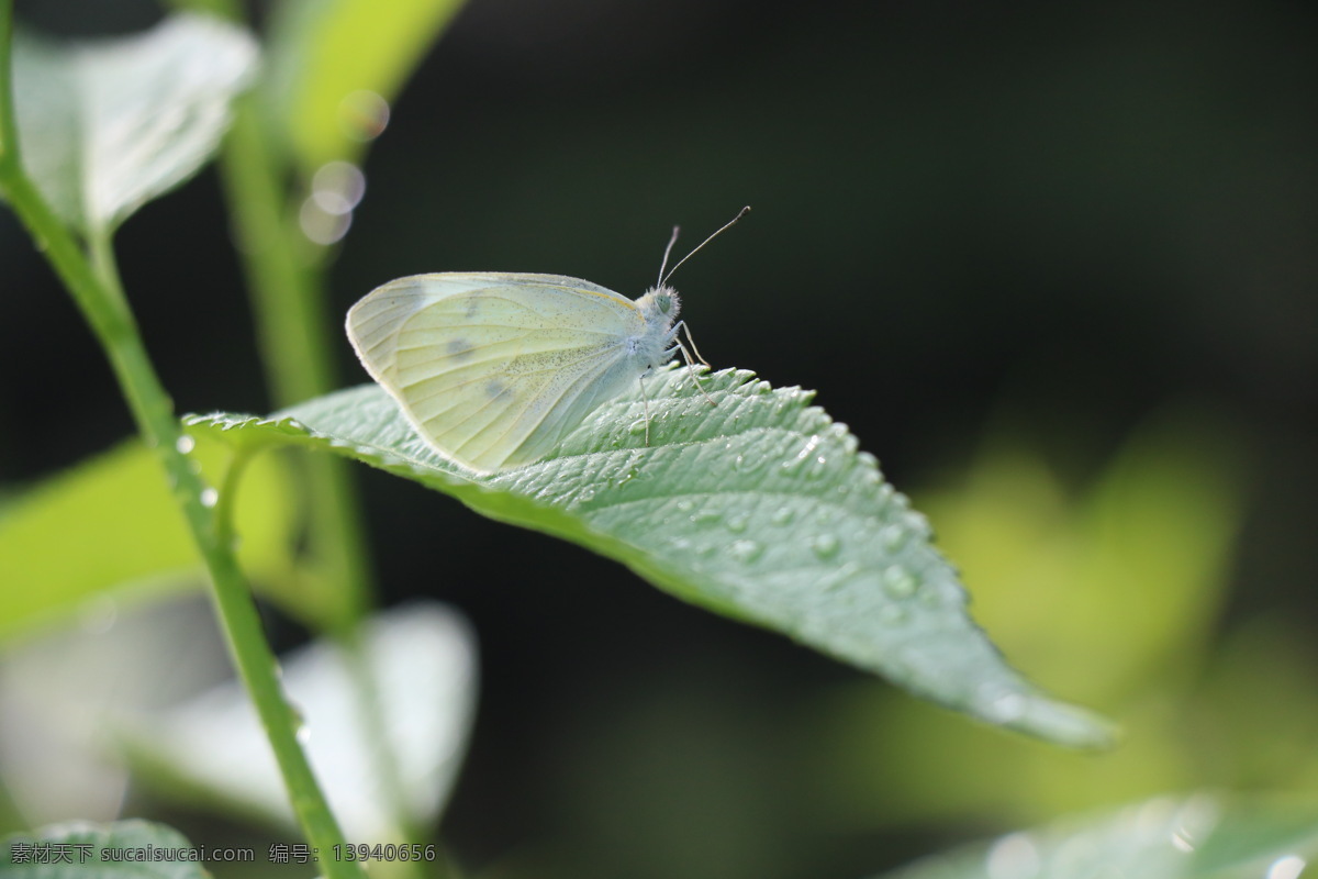 蝴蝶 逆光 绿叶 雨后 昆虫 小飞虫 白蝴蝶 生物世界