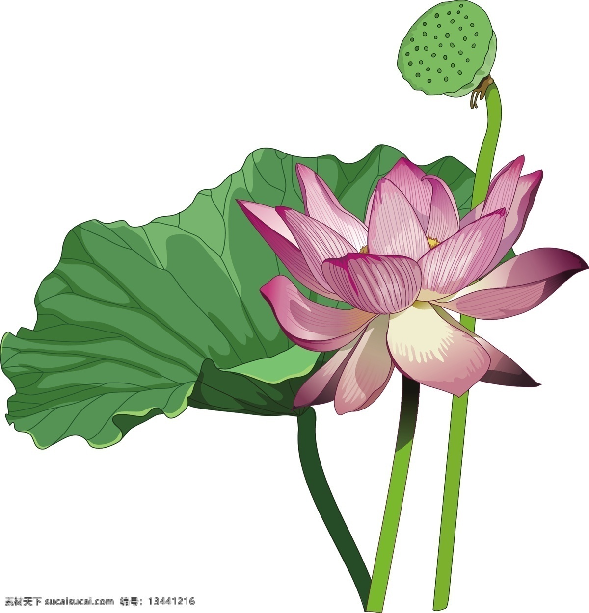 矢量 荷花 元素 插画 荷叶 莲蓬 植物 花卉 夏天 卡通 立夏