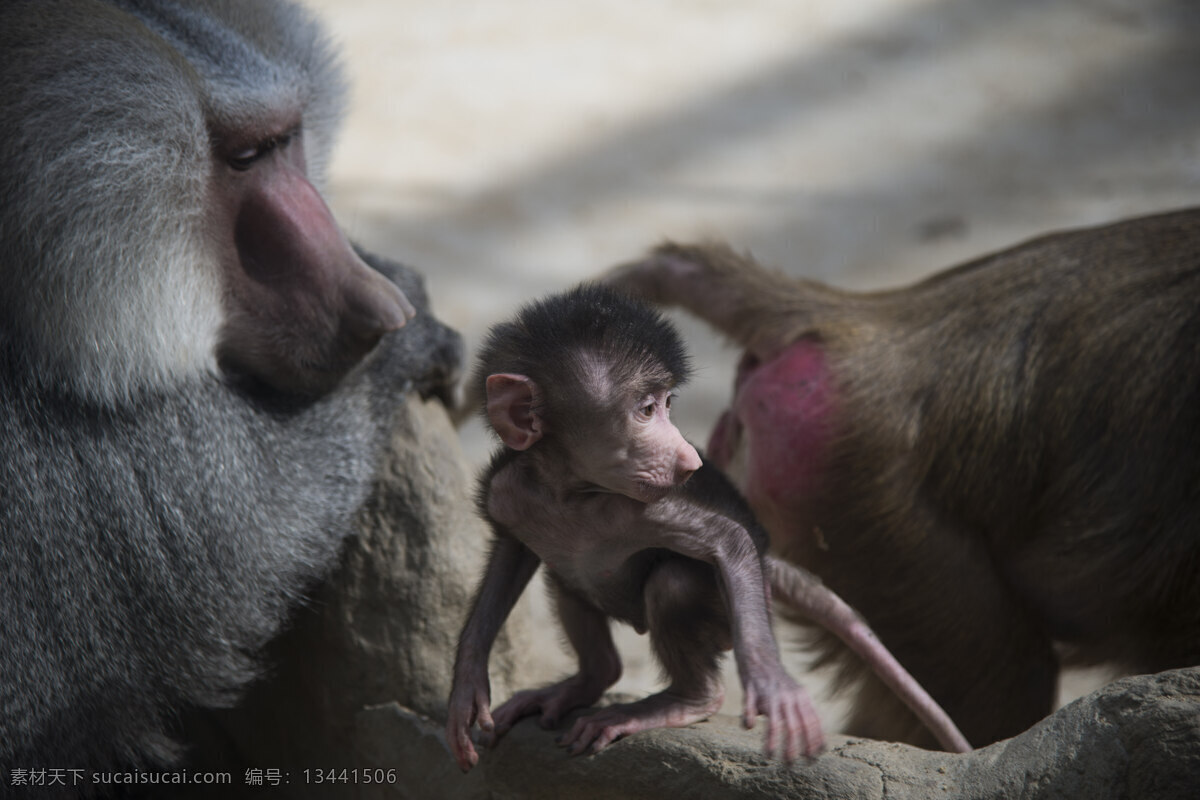 郑州 动物园 拍摄 动物 猴子 摄影图片 虚化 特写 高清 局部
