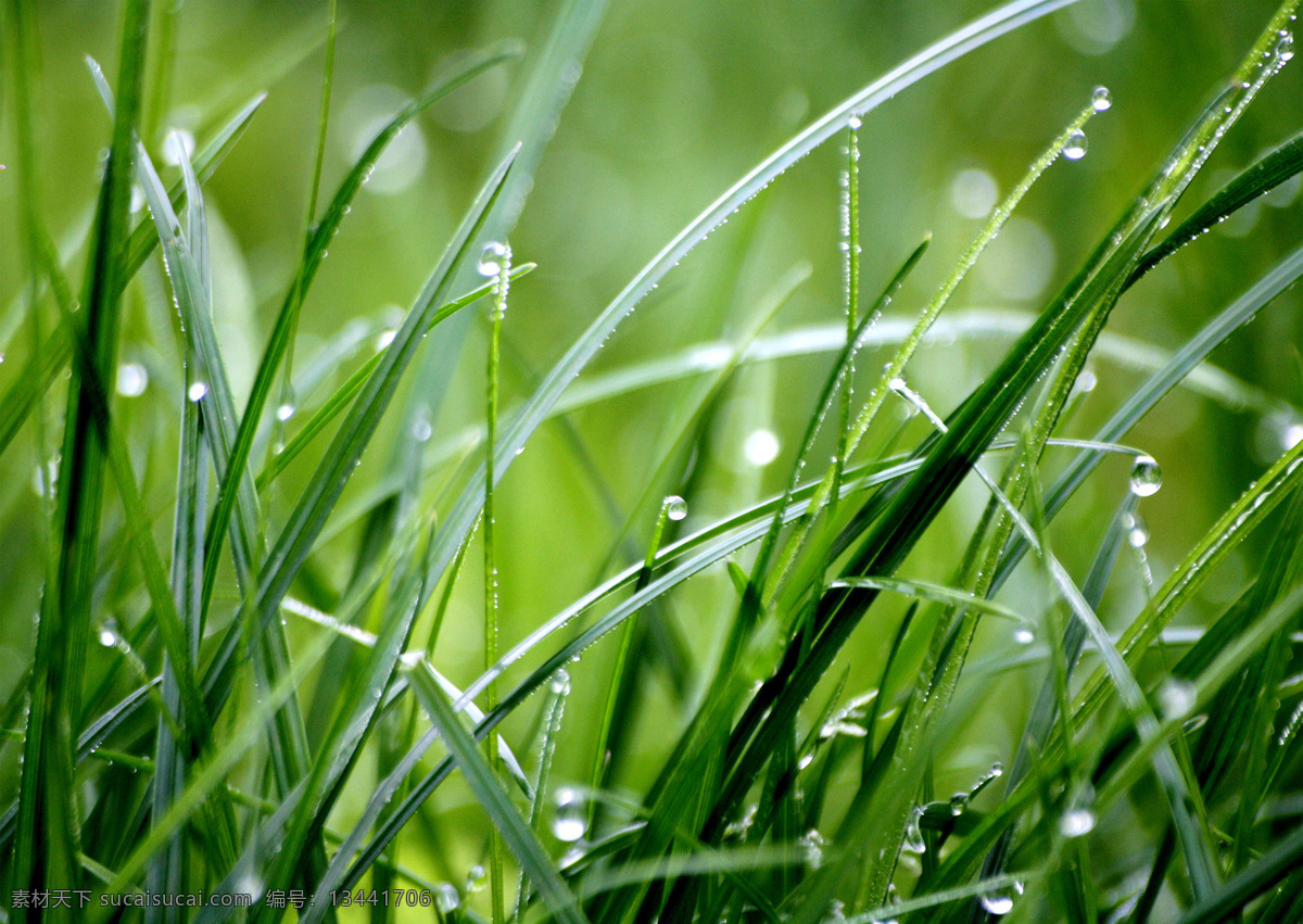 绿色植物 植物 草地 壁纸 露珠 水珠 特写 雨珠 草叶 草坪