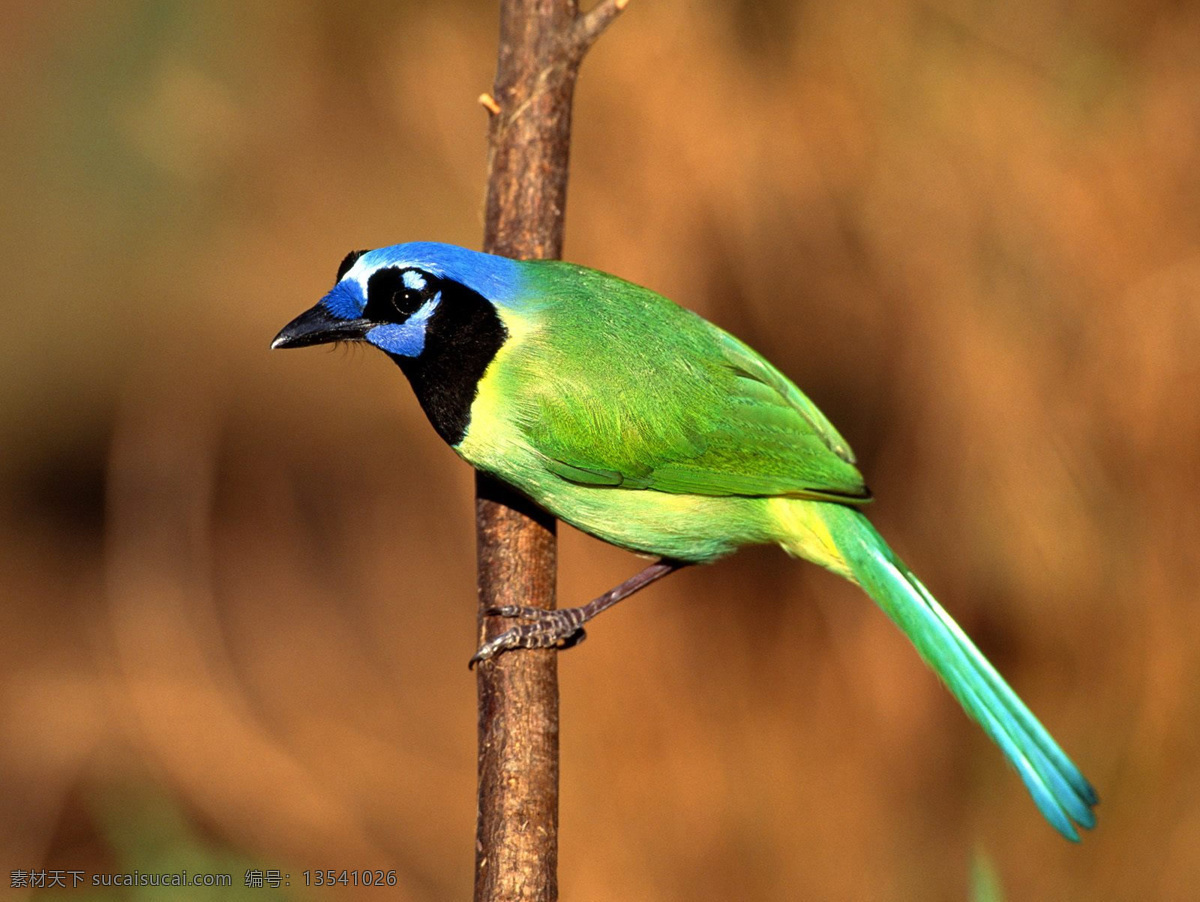 杜鹃鸟 野生 动物 鸟 美丽的鸟 小鸟 雏鸟 各种彩色的鸟 精品图片 实用图片 精美图片 印刷适用 高清图片 创意图片 生物世界 鸟类 摄影图库