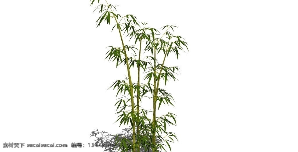 竹子 观赏竹 青竹 脆竹 箭竹 竹林 景观树 遮荫树 绿树 热带植物 木瓜树 槐树 树叶 树枝 盆景 树林 skp 植物 树 树木 sketchup 草图 大师 文件 植物模型 其他模型 3d设计模型 源文件