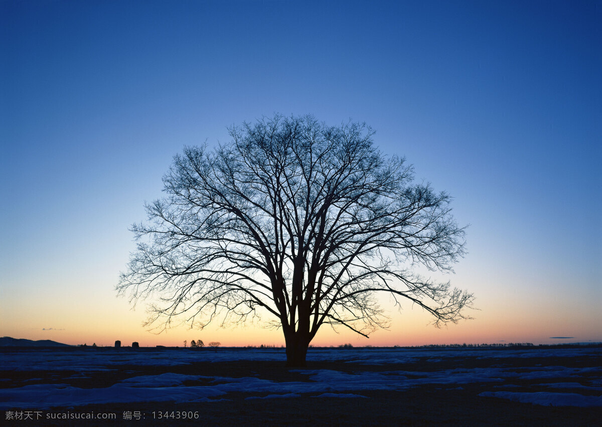 雪地 里 颗 树 自然 风景 书 天空 空旷 白云 一个树 安静 夕阳 日落 花草树木 生物世界