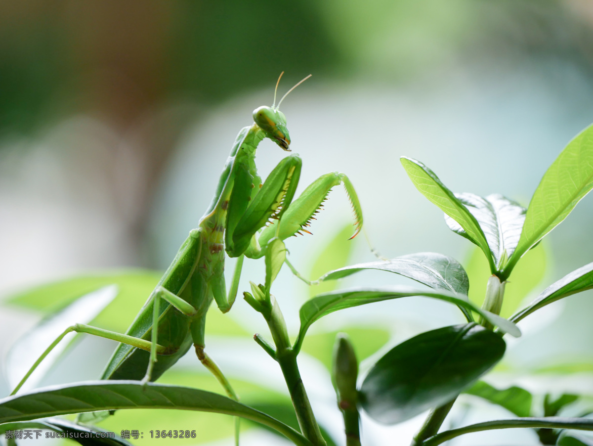 绿色螳螂 昆虫 捕食 昆虫杀手 益虫 生物世界