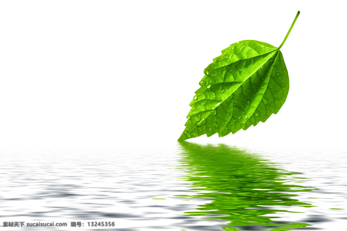 绿色植物 植物 绿色 高清 创意 摄影图 生物世界 树木树叶