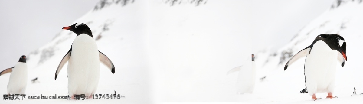 冬季 雪地 企鹅 风景 banner 背景 风景背景 节日背景 矢量背景图 psd背景 psd素材 广告背景图 唯美素材