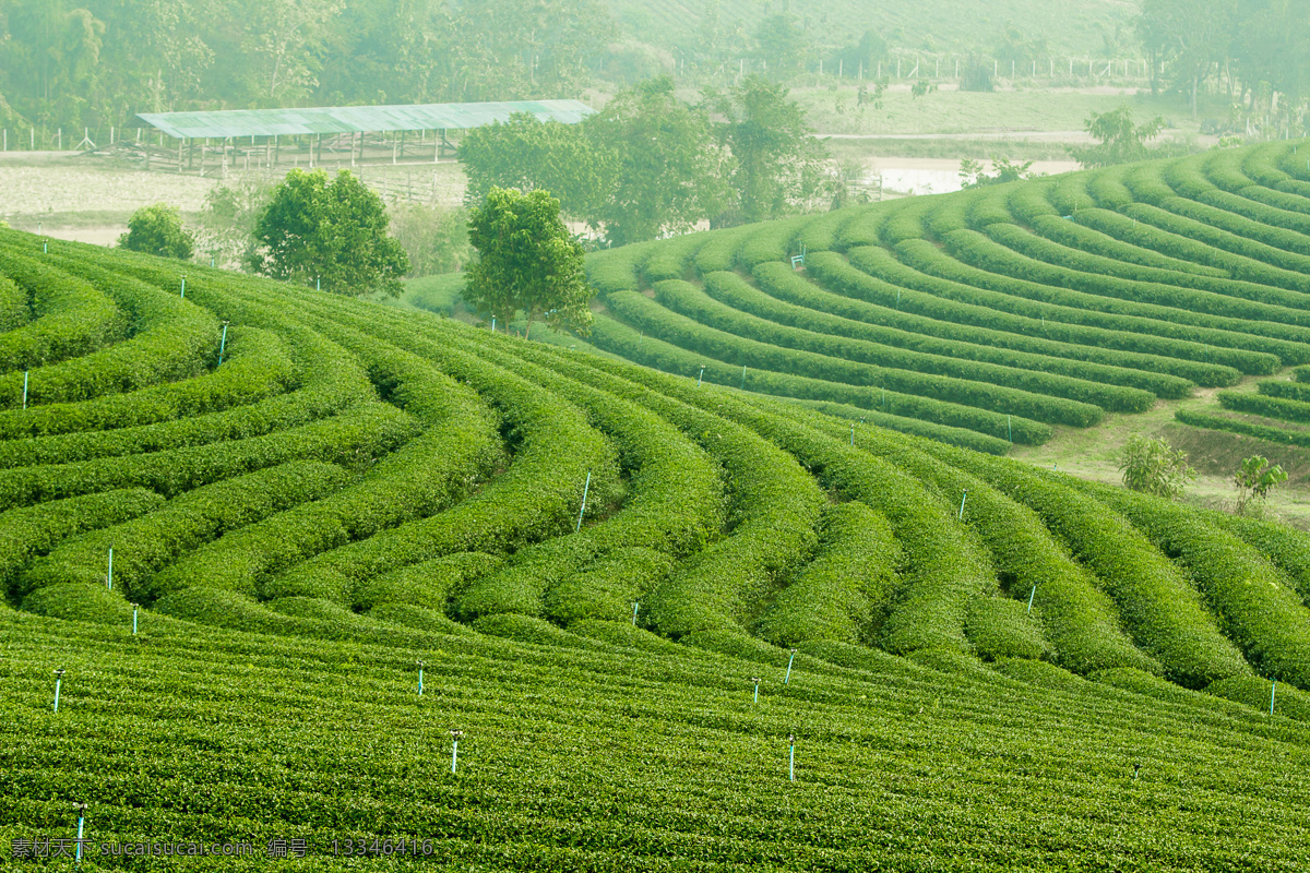 规模 种植 茶叶 园 风景 风光 景观 植物 绿茶 绿色 春茶 茶树 种植园 树木 大树 田园 田野 雾气 晨霭 茶园 田园风光 自然景观