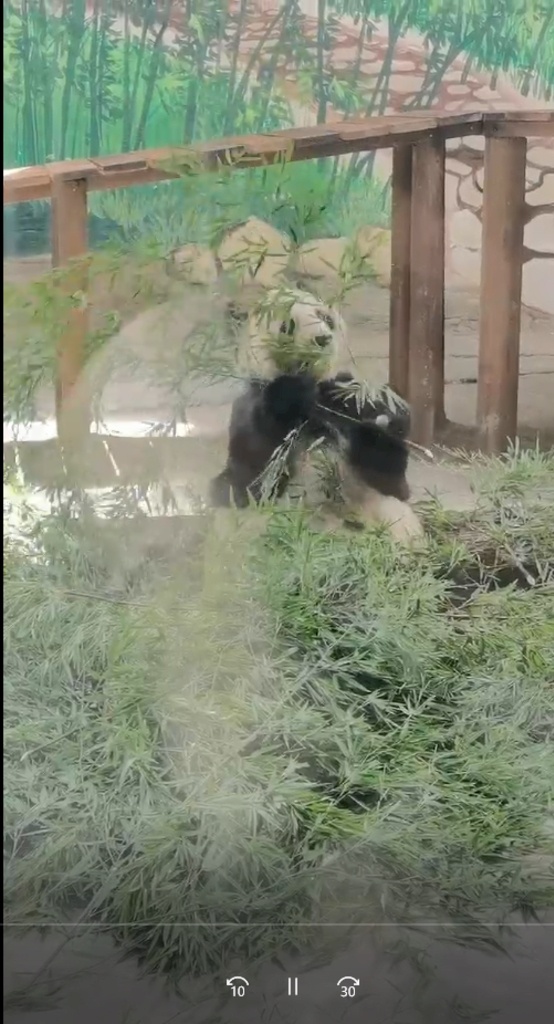手机拍摄熊猫 熊猫 国宝 手机视频 吃竹子的熊猫 夏天的熊猫 可爱的动物 毛绒动物 吐舌头熊猫 多媒体 实拍视频 动物植物 mp4