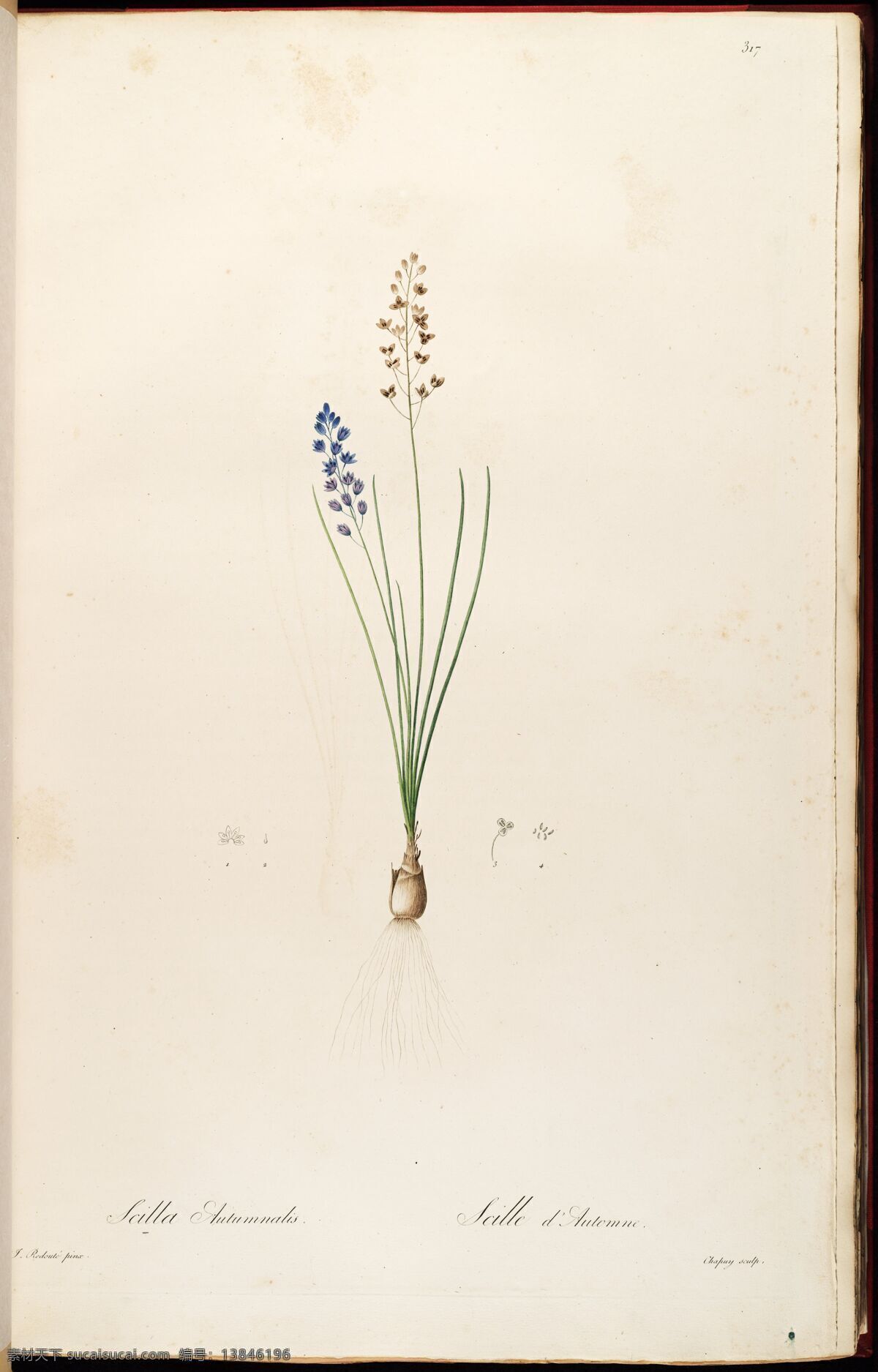 雷 杜德 植物 圣经 兰花插画 皮埃尔 约瑟夫 雷杜德 植物图 redoute choix des plus belles fleurs 手绘兰花 植物图谱 装饰画 无框画 手绘插画 花卉 蝴蝶 鲜花 手绘花纹 精美花纹 兰花贴图 简洁 移门设计 彩色花朵 手绘设计 手绘花朵 花纹素材 生物世界 花草