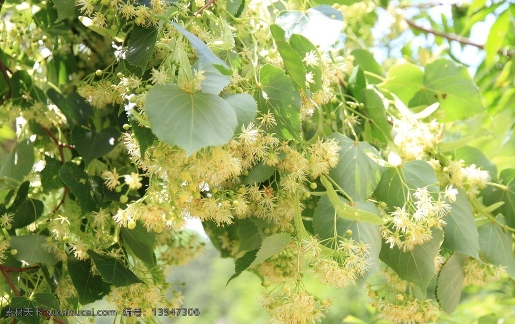 东北 长白山 椴树花 紫椴花 吉林 集安 椴树蜜 紫椴蜜 生物世界 树木树叶