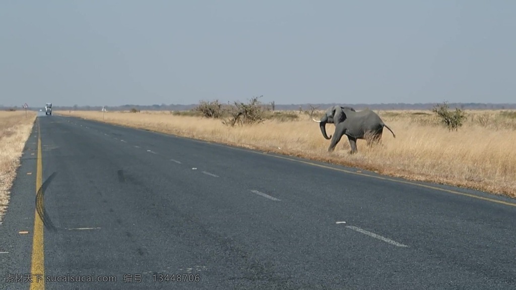 视频背景 实拍视频 视频 视频素材 视频模版 大自然 保护区 大象 大象视频 动物视频 公路 马路