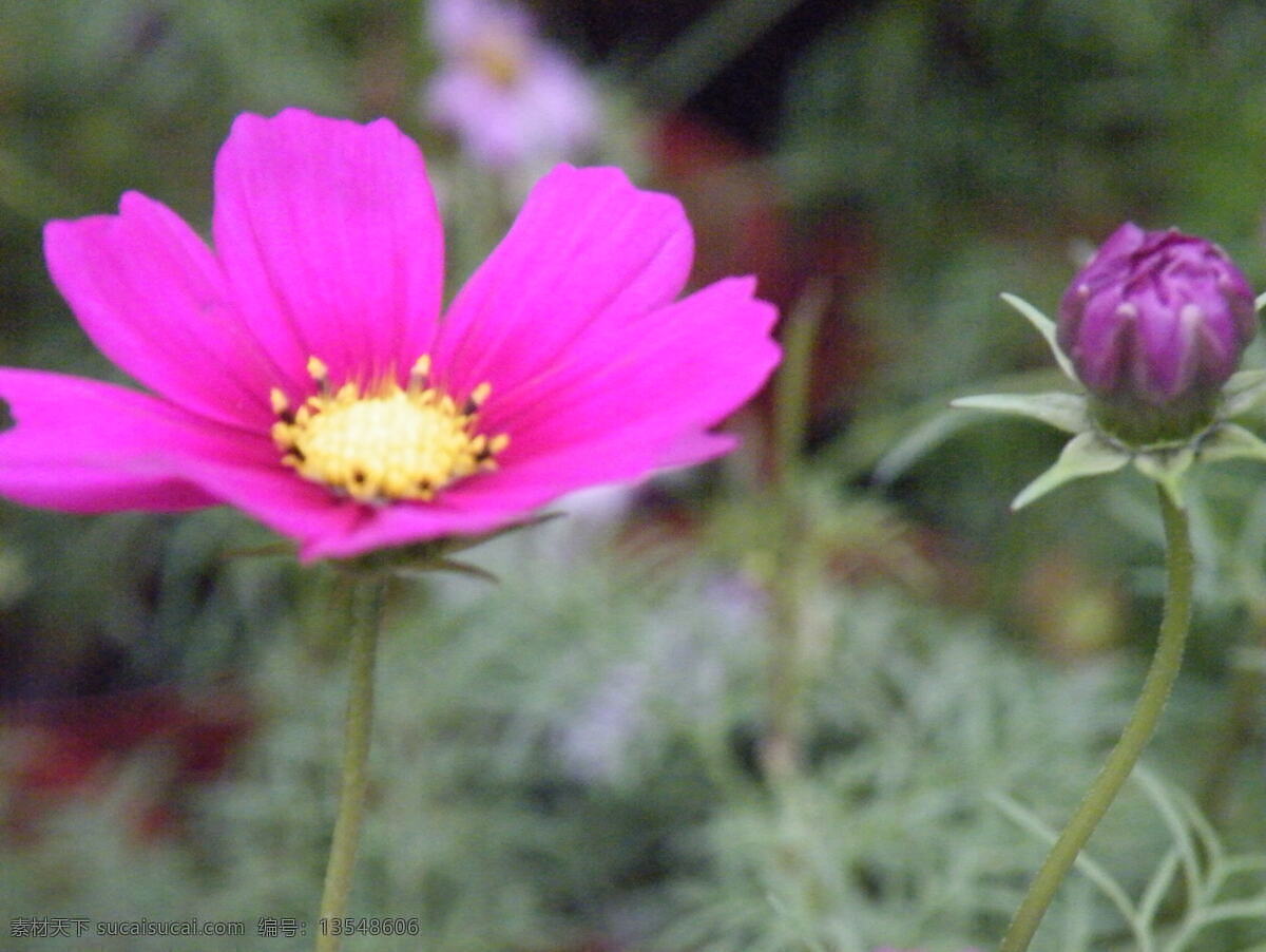 花的特写