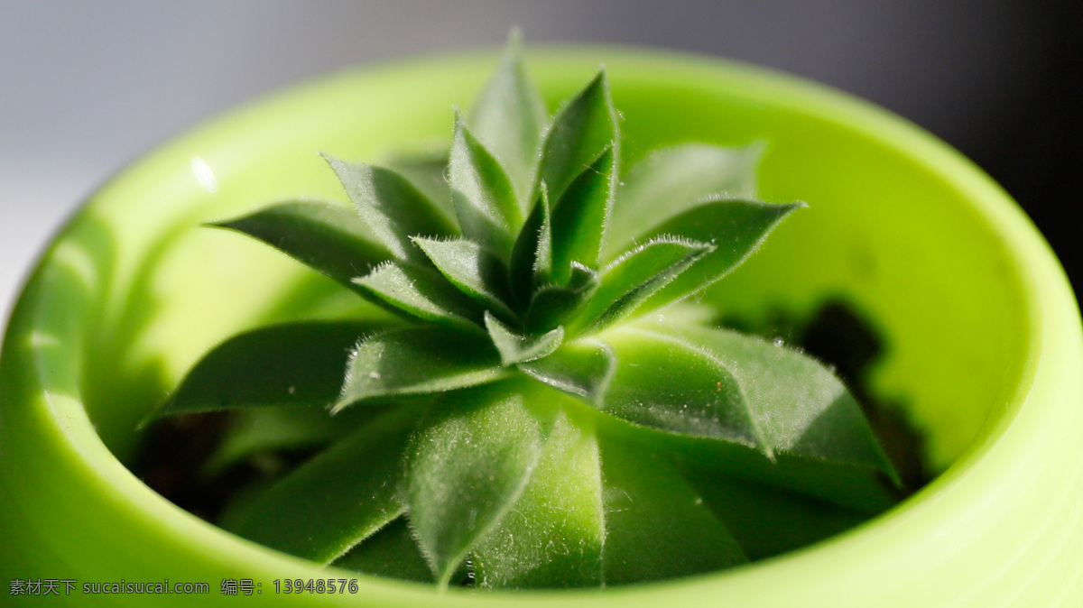 侧逆光观音莲 花草 植物 生物摄影 生物世界