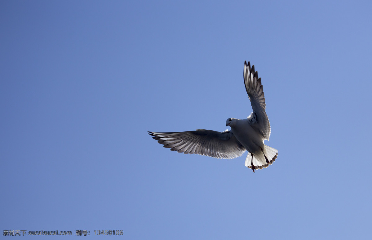 空中 飞翔 海鸥 高清 天空 蓝天 白云 翅膀