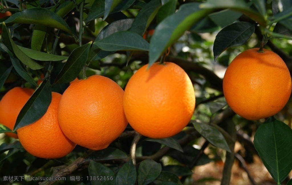 橙子 成熟 脐橙 橙子树 果树 果园 水果 美食 美味 多汁 甜橙 生物世界