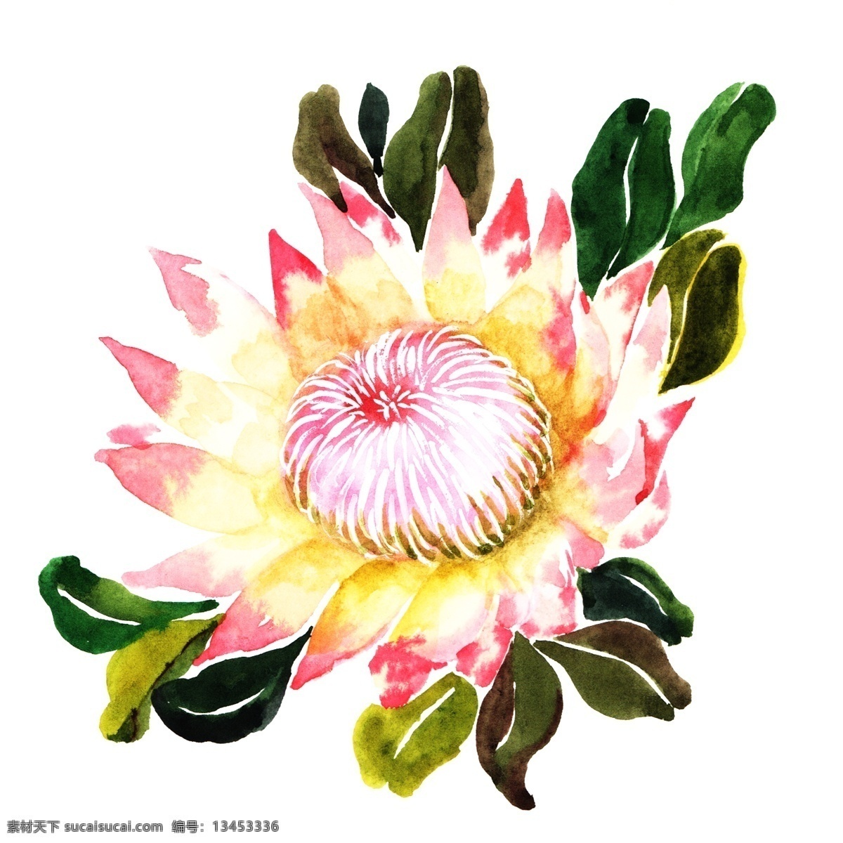 手绘 粉色 牡丹花 插画 手绘牡丹花 粉色花朵 鲜花 水彩牡丹花 绿色的叶子 植物 花瓣 牡丹花插画 漂亮的花朵