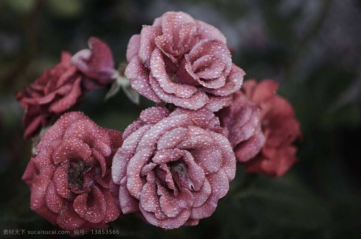 唯美 雨 后山 茶花 高清 花卉 花朵 花草 花 植物
