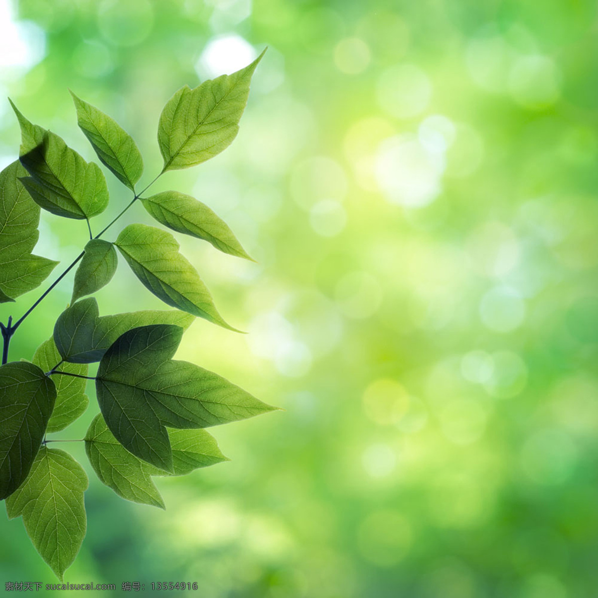 绿色 树叶 清新 朦胧 植物 树木树叶 生物世界