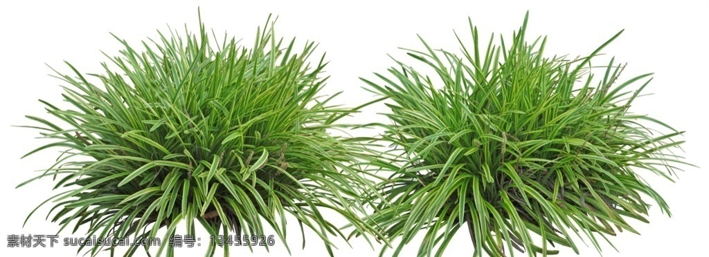 园林植物 麦冬 景观绿化 植物 绿化树种 园林景观 环境设计 园林设计